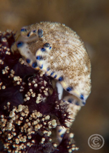 Little nudi munching away.  Anilao.  Canon G10, Inon clos... by Stephen Holinski 